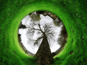 Tree photo with effect