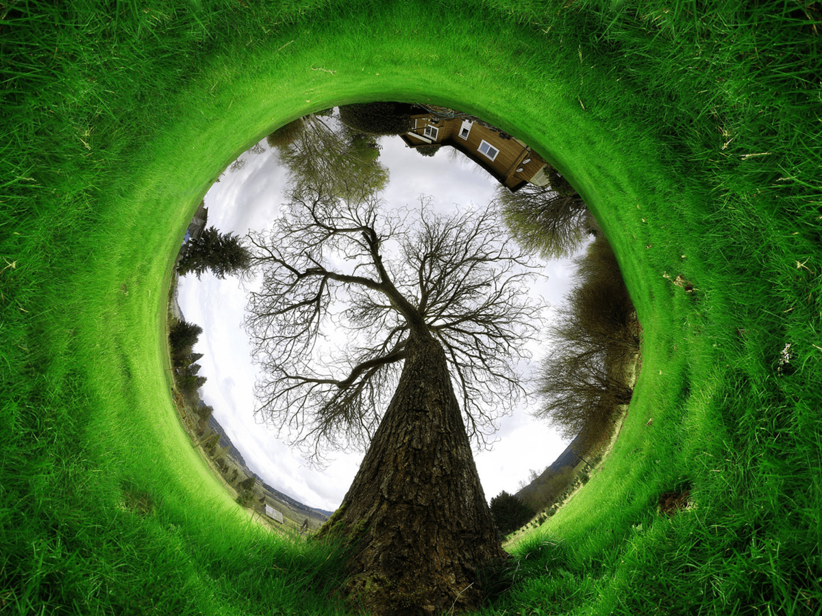 Foto de árvore com efeito